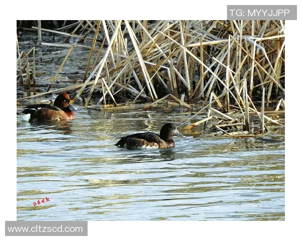 身披23号！林葳晒俄勒冈大学定妆照：冲啊！俄勒冈鸭！